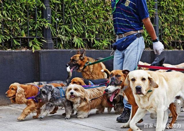 遛狗赚钱苹果版下载(遛狗赚钱苹果版下载安装)-第3张图片-有道翻译官网