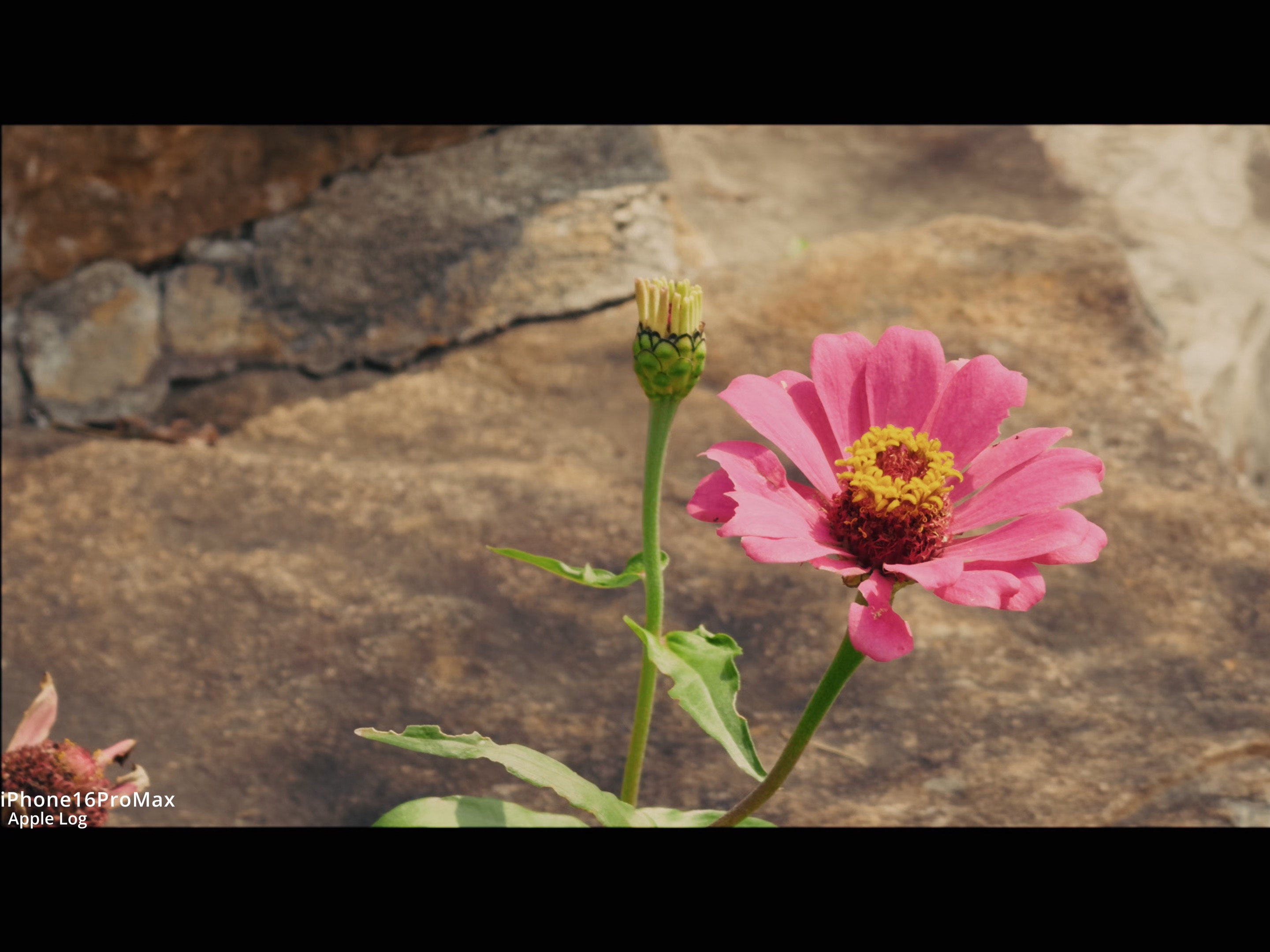 苹果标准版样片(iphone标准版)-第5张图片-有道翻译官网