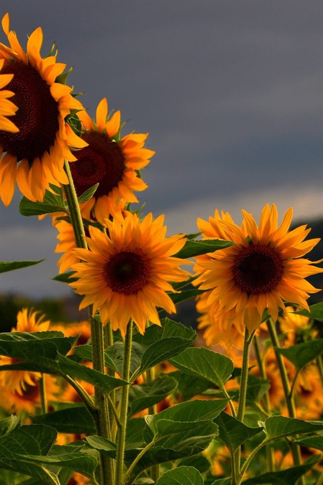 向日葵破解版视频苹果版(向日葵ios破解无限次观看)-第1张图片-有道翻译官网