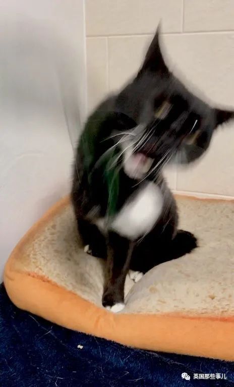 鬼畜版山寨苹果手机(鬼畜app下载ios)-第2张图片-有道翻译官网