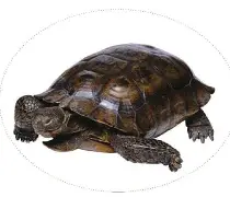 奋斗龟正式版下载苹果版(奋斗龟app卖的课程)-第13张图片-有道翻译官网